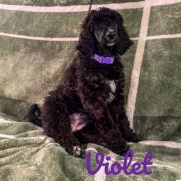 Girl 2 - Poodle puppy in Lawson Heights, Pennsylvania from Taylor's Poodles