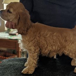 Cocker Spaniel Puppies from Jacobsen's Cockers