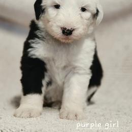Purple collar - Gray and white female Old English Sheepdog puppy in Smallett, Missouri from Chasin Angus Sheepdogs