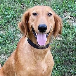 Goldendoodles from McDoodles.org