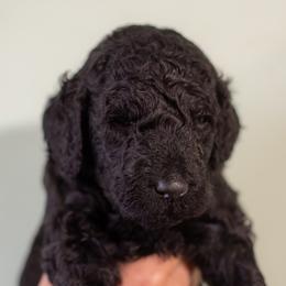 Red Boy - Black male Poodle puppy in Palmetto, Georgia from Renders Poodles