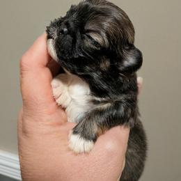 Girl 2 - Fawn sable female Pekingese puppy in Crown City, Ohio from Amy’s Lil Pekingese