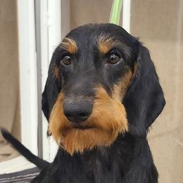 Max - Dachshund