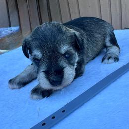 Gray - Salt and pepper female Miniature Schnauzer puppy in Golden Ridge, Montana from Miniature Schnauzers