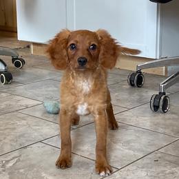 Flapjack - Brown male Cavapoo puppy in Sugarcreek, Ohio from True Hearted Doodles