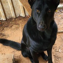 Kit - German Shepherd