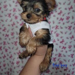 Red Boy - Black and gold male Yorkshire Terrier puppy in Gilbert, Arizona from Yorkie Your Soulmate Puppy