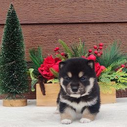 Tundra - Black and tan male Shiba Inu puppy in Clayton, Illinois from Adorable-Puppies