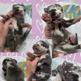 Opal - Harlequin female Great Dane puppy in Wellsville, New York from Prophecy Danes