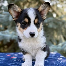 Boy 2 - male Pembroke Welsh Corgi puppy in Saint Ignatius, Montana from Rustic Barn Kennels