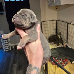 Pumpkin pie - Blue female Great Dane puppy in Monroe County, Pennsylvania from Poke-A-Nose Danes