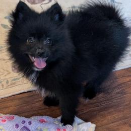 Jay - Black male Pomeranian puppy in Danielsville, Georgia from PassionatePomPoms