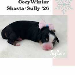 Sylvie - Tri-color female Bernedoodle puppy in Syracuse, Utah from Redrockbernedoodles