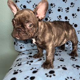 French Bulldog Puppies from Tiny Besties