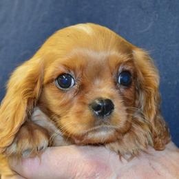Sherman - Ruby male Cavalier King Charles Spaniel puppy in Townville, South Carolina from Mid Lake Cavaliers