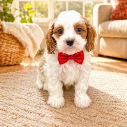 Boy 2 - White male Cavapoo puppy in Ormond Beach, Florida from Florida Coast Doodles