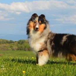 Shetland Sheepdogs from Pixie Isle Shetland Sheepdogs