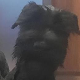 Giant Schnauzer Puppies from Liberty Giant Schnauzers