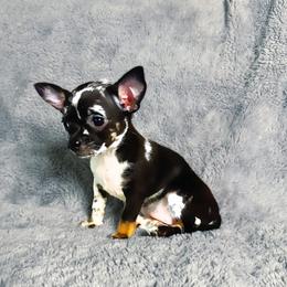 Tiny Artemis (Applehead) - Merle female Chihuahua puppy in Helena, Alabama from HaloHavenChihuahuas