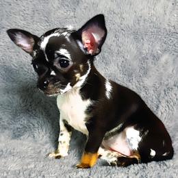 Tiny Artemis (Applehead) - Merle female Chihuahua puppy in Helena, Alabama from HaloHavenChihuahuas