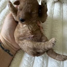 Starburst  akc - Red  male Poodle puppy in Fredericktown, Missouri from Doodle Pups Fur-Ever
