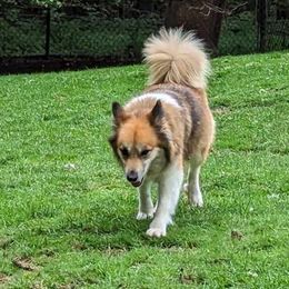 Gledi - Icelandic Sheepdog