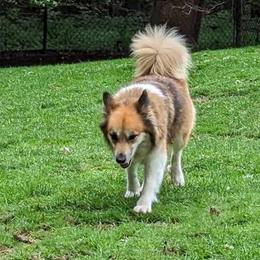 Gledi - Icelandic Sheepdog