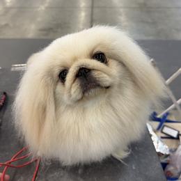 Sugar - Pekingese
