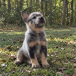 Story - Blue speckled female Australian Cattle Dog puppy in Scurry, Texas from RedHorizon AKC Australian Cattle Dogs (Heelers)