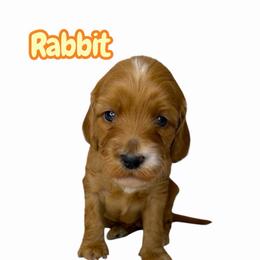 Rabbit - Red female Australian Labradoodle puppy in Upland, California from Kings Labradoodles