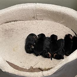 Dachshund Puppies from Hursh’s Hounds
