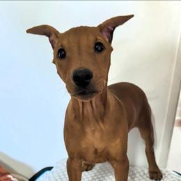 Rocket- Boy Red- cropped docked - Red male German Pinscher puppy in Chatham, Virginia from WMHK9/Roolyn German Pinschers