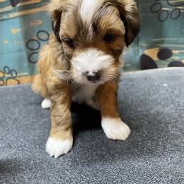 Lil female - Sable female Aussiedoodle puppy in Hillsboro, Illinois from Shoal Creek Puppies