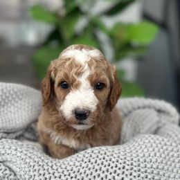 Cedar - Red  male Goldendoodle puppy in Slc, Utah from Timp Doodles