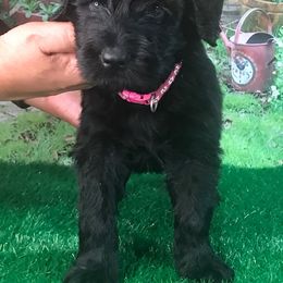 Girl 2 - Black Russian Terrier puppy from Lionheart BRT
