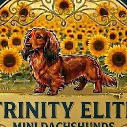 Dachshunds from Trinity Elite Dachshund's