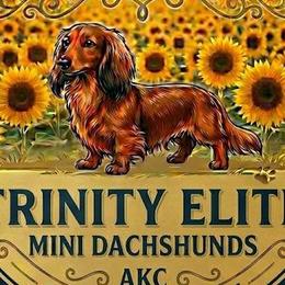 Dachshunds from Trinity Elite Dachshund's