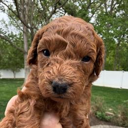 Female 1 - Red  female Poodle puppy in Bettendorf, Iowa from Red Door Poodles