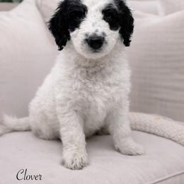 Clover - Black and white female Sheepadoodle puppy in Thornville, Ohio from Four Front Doodles & Friends