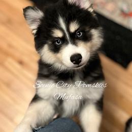Mufasa - Black and white male Pomsky puppy in Rossville, Georgia from Scenic City Pomskies