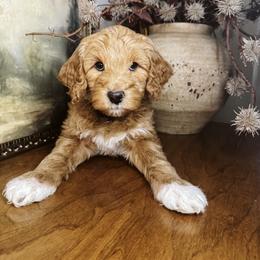 Polar - Red  male Goldendoodle puppy in Georgia from Mother of Golden Doodles