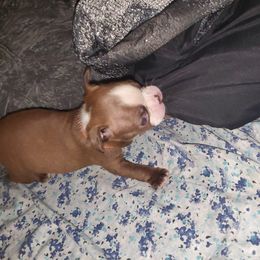 Boston Terrier Puppies from The Christian Bostons