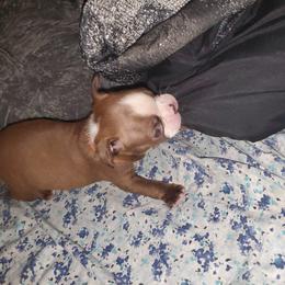 Boston Terrier Puppies from The Christian Bostons