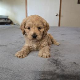 Leo - Red and white male Cockapoo puppy in Copan, Oklahoma from Tatums cavapoos
