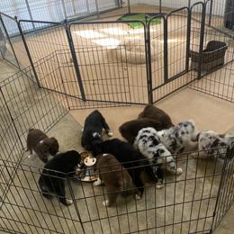 Australian Shepherd Puppies from Malin Family Aussies