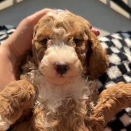 Assorted Doodle Crosses, Goldendoodle, Labradoodle, and Poodle Puppies from Ruff Country Doodles