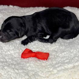 Aspen - Black phantom male Aussiedoodle puppy in Gresham, Oregon from Daisys Doodles
