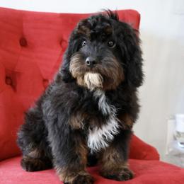 Bernedoodle and Cavapoo Puppies from Lawler’s Legacy Litters