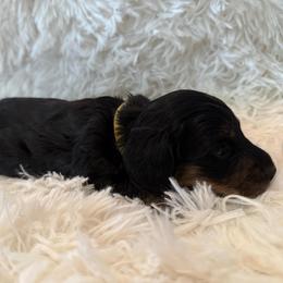 Girl 1 (Yellow collar) - Black and tan female Dachshund puppy in New Jersey from Bergamo’s  Dachshunds