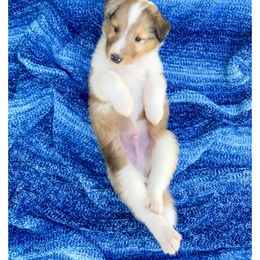 Pluto - Sable merle and white male Collie puppy in St Augustine, Florida from Saltwater Collies LLC